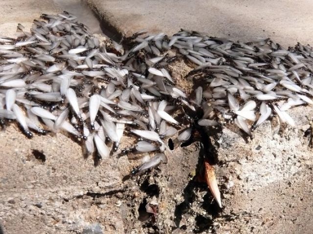 adur-pest-control (9)-kireth-ai